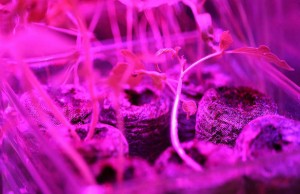 School of Visual Arts (SVA) - Bio Art